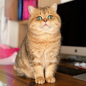chat British Shorthair black golden blotched tabby Isobu Chatterie Nekobaa chat British Shorthair black golden blotched tabby Isobu Chatterie Nekobaa