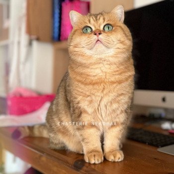 chat British Shorthair black golden blotched tabby Isobu Chatterie Nekobaa chat British Shorthair black golden blotched tabby Isobu Chatterie Nekobaa
