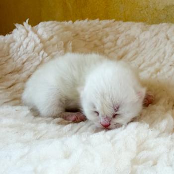 chaton British Shorthair seal golden point Yamato Chatterie Nekobaa