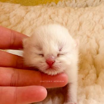 chaton British Shorthair seal golden point Yamato Chatterie Nekobaa