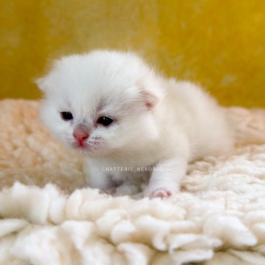 Yamato Mâle British Shorthair