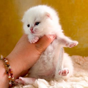 chaton British Shorthair seal golden shaded point Yamato Chatterie Nekobaa