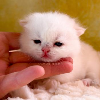 chaton British Shorthair seal golden shaded point Yamato Chatterie Nekobaa