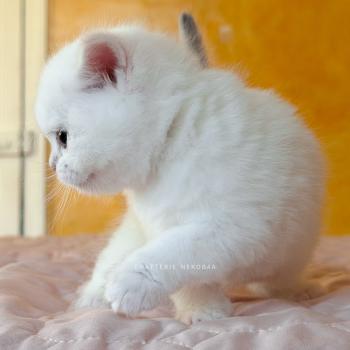 chaton British Shorthair seal golden shaded point Bellini Yamato Chatterie Nekobaa