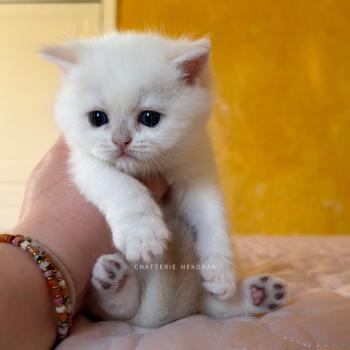 chaton British Shorthair seal golden shaded point Bellini Yamato Chatterie Nekobaa
