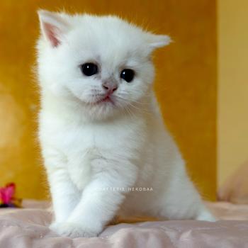 chaton British Shorthair seal golden shaded point Bellini Yamato Chatterie Nekobaa