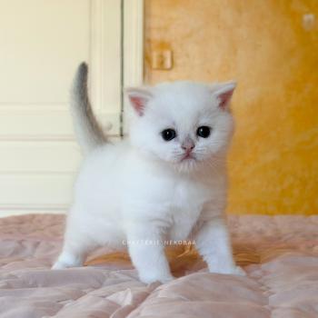 chaton British Shorthair seal golden shaded point Bellini Yamato Chatterie Nekobaa