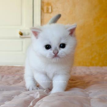 Bellini Yamato Mâle British Shorthair