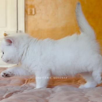 chaton British Shorthair seal golden shaded point Bellini Yamato Chatterie Nekobaa