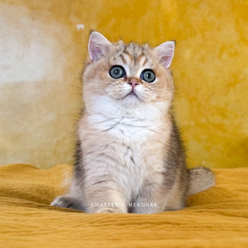 Yuli Femelle British Shorthair