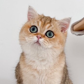 chat British Shorthair Yuli Chatterie Nekobaa