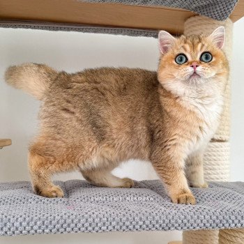 chat British Shorthair Yuli Chatterie Nekobaa