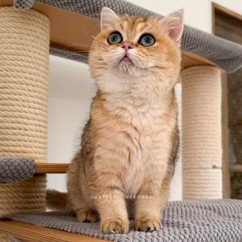 chat British Shorthair Yuli Chatterie Nekobaa