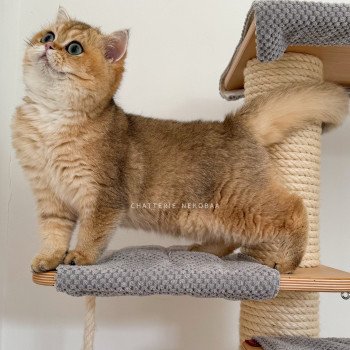 chat British Shorthair Yuli Chatterie Nekobaa