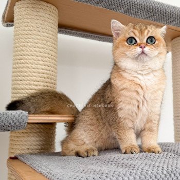 chat British Shorthair Yuli Chatterie Nekobaa