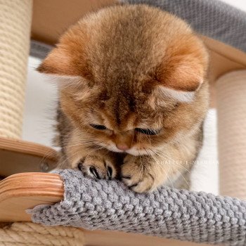 chat British Shorthair Yuli Chatterie Nekobaa