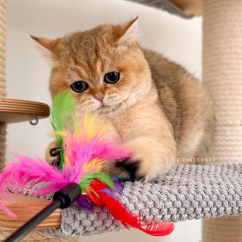 chat British Shorthair Yuli Chatterie Nekobaa
