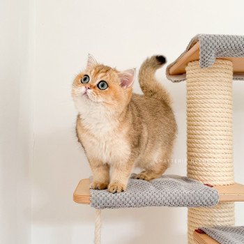 chat British Shorthair Yuli Chatterie Nekobaa