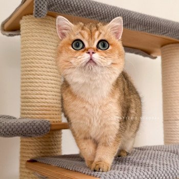 chat British Shorthair Yuli Chatterie Nekobaa