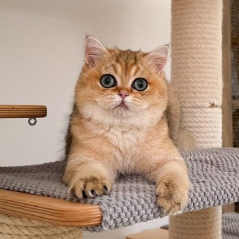 chat British Shorthair Yuli Chatterie Nekobaa