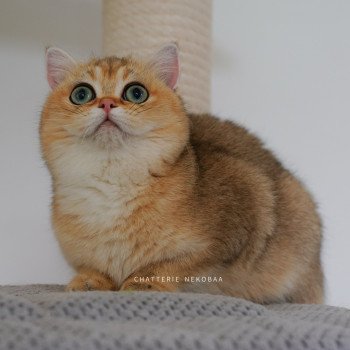 Yuli Femelle British Shorthair