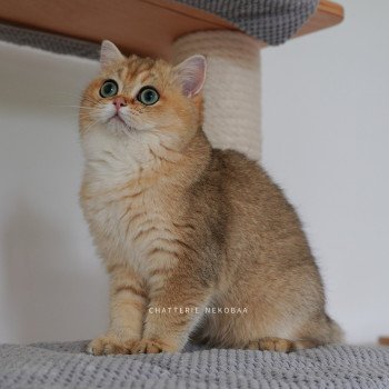 chat British Shorthair black golden ticked tabby Yuli Chatterie Nekobaa