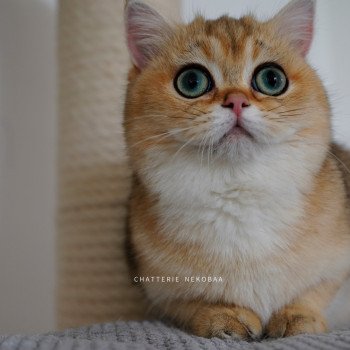 chat British Shorthair black golden ticked tabby Yuli Chatterie Nekobaa