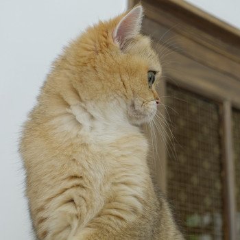 chat British Shorthair black golden ticked tabby Yuli Chatterie Nekobaa chat British Shorthair black golden ticked tabby Yuli Chatterie Nekobaa