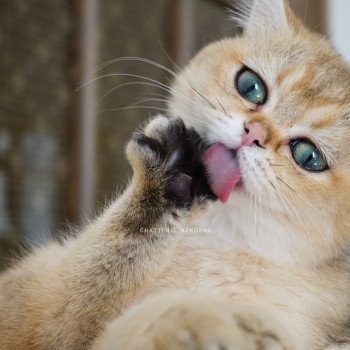 chat British Shorthair black golden ticked tabby Yuli Chatterie Nekobaa chat British Shorthair black golden ticked tabby Yuli Chatterie Nekobaa