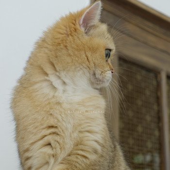 chat British Shorthair black golden ticked tabby Yuli Chatterie Nekobaa chat British Shorthair black golden ticked tabby Yuli Chatterie Nekobaa