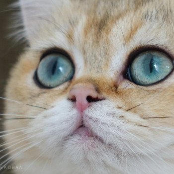 chat British Shorthair black golden ticked tabby Yuli Chatterie Nekobaa chat British Shorthair black golden ticked tabby Yuli Chatterie Nekobaa