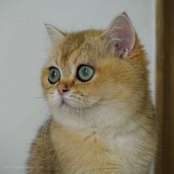chat British Shorthair black golden ticked tabby Yuli Chatterie Nekobaa chat British Shorthair black golden ticked tabby Yuli Chatterie Nekobaa