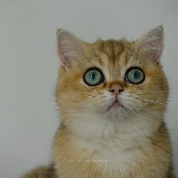 chat British Shorthair black golden ticked tabby Yuli Chatterie Nekobaa chat British Shorthair black golden ticked tabby Yuli Chatterie Nekobaa
