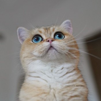 chat British Shorthair black golden ticked tabby Yuli Chatterie Nekobaa