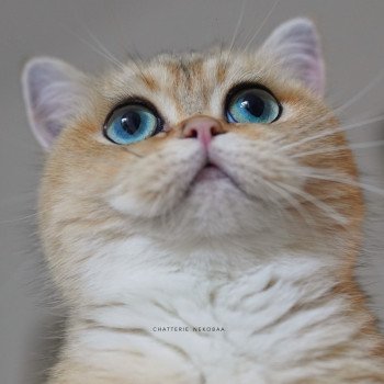 chat British Shorthair black golden ticked tabby Yuli Chatterie Nekobaa