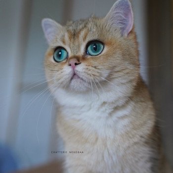 chat British Shorthair black golden ticked tabby Yuli Chatterie Nekobaa