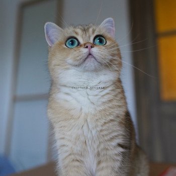 Yuli Femelle British Shorthair