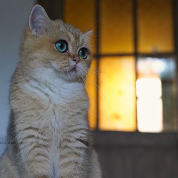 chat British Shorthair black golden ticked tabby Yuli Chatterie Nekobaa