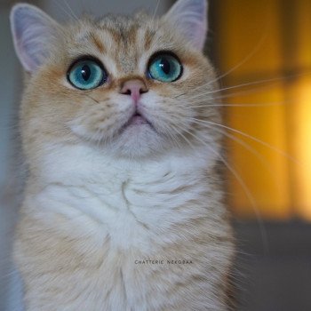 chat British Shorthair black golden ticked tabby Yuli Chatterie Nekobaa