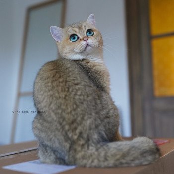 chat British Shorthair black golden ticked tabby Yuli Chatterie Nekobaa