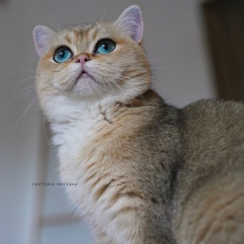 chat British Shorthair black golden ticked tabby Yuli Chatterie Nekobaa