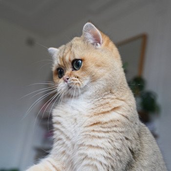 chat British Shorthair black golden ticked tabby Yuli Chatterie Nekobaa