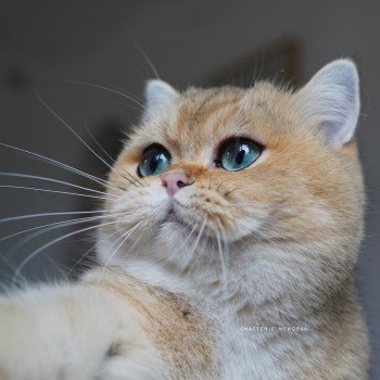 chat British Shorthair black golden ticked tabby Yuli Chatterie Nekobaa