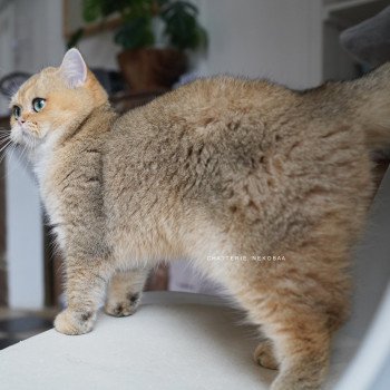 chat British Shorthair black golden ticked tabby Yuli Chatterie Nekobaa
