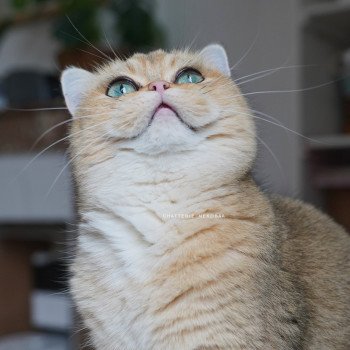 chat British Shorthair black golden ticked tabby Yuli Chatterie Nekobaa