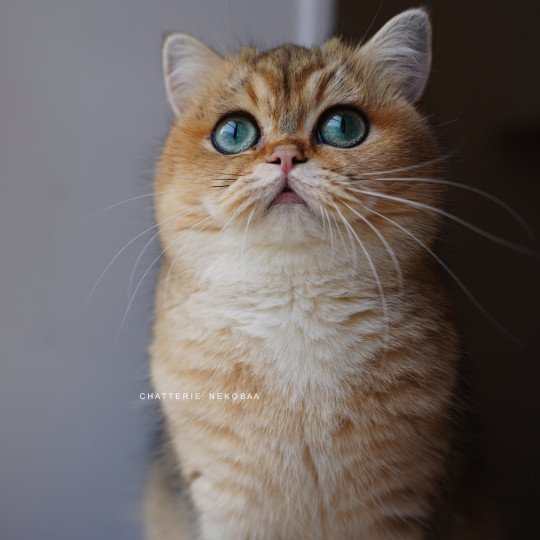 Yuli Femelle British Shorthair