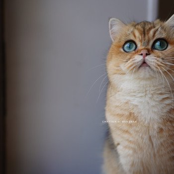 chat British Shorthair black golden ticked tabby Yuli Chatterie Nekobaa