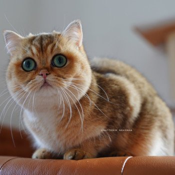 chat British Shorthair black golden ticked tabby Yuli Chatterie Nekobaa