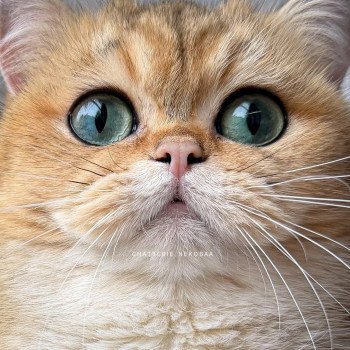 chat British Shorthair black golden ticked tabby Yuli Chatterie Nekobaa