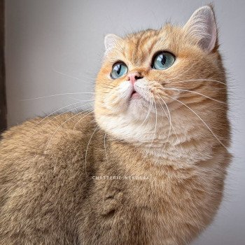 chat British Shorthair black golden ticked tabby Yuli Chatterie Nekobaa
